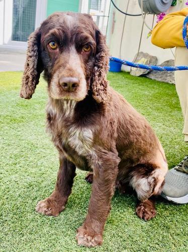 Barry And District News: Cookie - Cocker Spaniel, five years old, female. Cookie has come to us from a home through no fault of her own. She is extremely sad, overwhelmed confused to find herself here and desperate to be back in home. She is a delightful girl who we are told is